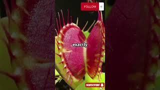 Plants Facts You Need To Know! #hackify #facts