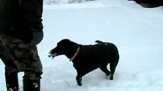 Lab: Kiki Playing In The Snow