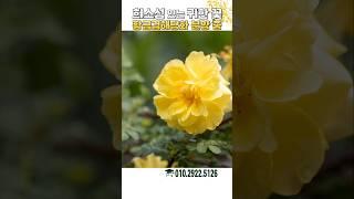 황금겹해당화 이런색 해당화찾기 쉽지 않죠 희소성있는 식물 #가드닝 #정원 #정원꾸미기