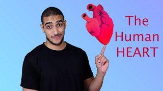 The Human Heart شرح بالعربي