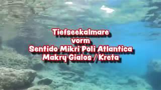 Tiefseekalmare beim Schnorcheln vor Kreta