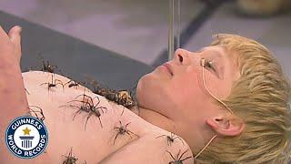 Most spiders on the body - Guinness World Records