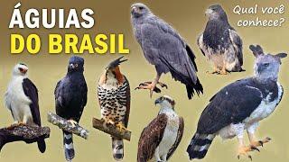 ÁGUIAS BRASILEIRAS: QUANTAS EXISTEM? Onde vivem? Qual a MAIOR ÁGUIA DO BRASIL?