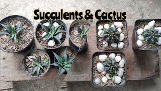 Succulents & Cactus Care tips || Adenium Boy || Rourkela #adeniumboy #rourkela #gardening