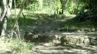 Lemurs in Madagascar (1/2)