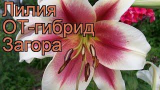 Лилия от-гибрид Загора (lilium ot-hybrid zagora)  Загора обзор: как сажать, луковицы лилии Загора