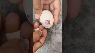 Successfully Saved Stuck Baby chick 
