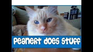 Peanert Does Stuff | Peanert is the Dander King