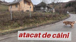 Atacat de câini....Am dormit într-un grajd pustiu