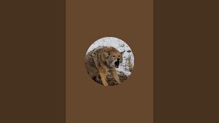 Central Ontario Coyote Hunters is live!