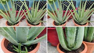 How to grow aloe vera in pots always fresh and require little maintenance