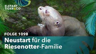 Neuer Riesen-Otter für den Zoo Leipzig! (Folge 1098) | Elefant, Tiger & Co. | MDR