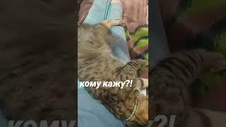 дістати кота #youtube #влог #українськийблогер #блогукраїнською #кот #asmr #cat #kitten #котик