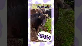 【TaiOHolyCow】 HELLO #shorts shortsvideo #taio #cow #cattle #grass #大澳 #牛 #牛牛