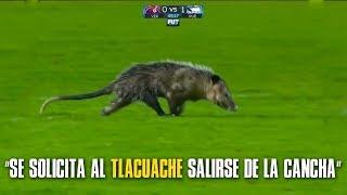 tlacuache entra a la cancha