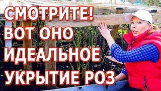 Укрытие роз на зиму. Секреты опытного розоведа.