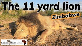 Dangerous hunting: Lion in Zimbabwe