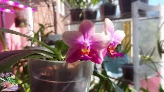 Phalaenopsis Sweet Memory 'Liodoro'