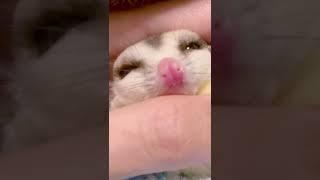 人間に心を許しすぎてしまった。 #フクロモモンガ #フクモモ #小動物 #蜜袋鼯 #sóc #슈가글라이더 #エキゾチックアニマル #scoiattolo