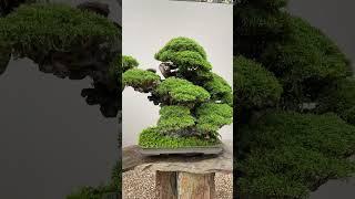 Bonsai trees - THE BEST! #bonsai #art