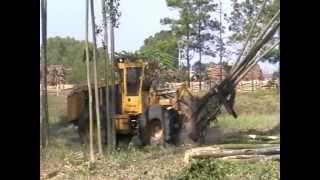 Tigercat 720D wheeled feller buncher in Eucalyptus