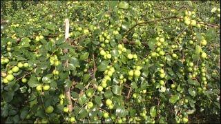 Sour Jujube Fruit Garden - Why Invest