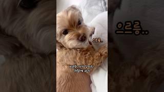 아기 강아지 귀찮게 하기#강아지 #말티푸 #shorts