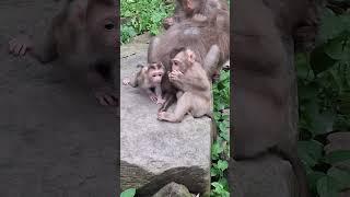 to early for a newborn to fall upside down when she walks up and Ly Ly carried her#shortvideos#happy