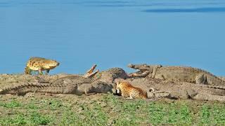 Blind Leopard with Balls of Steel Tries Taking from 10+ Monster Crocs