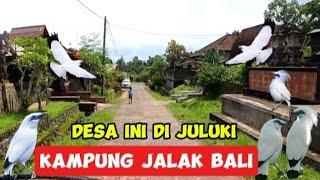 LUAR BIASA!!! jalak bali hidup tenang dan nyaman di desa ini