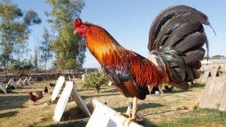 Major Cockfighting Bust in California