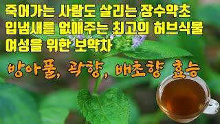 죽어가는 사람도 살리는 불로장생 약초, 배초향효능, 여성을 위한 보약차, 방아풀효능,입냄새를 깔끔하게 제거해주는 토종허브, 곽향의 효능, 동맥경화, 노화방지, 암예방