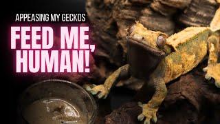 How I Feed My Crested Gecko & Chahoua  + TIPS & TRICKS!