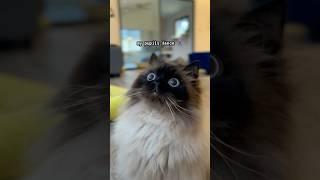 Noodle needs to find his innervision! #cat #funny #numetal #soad #memes #musicvideo