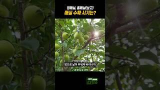 청매실 홍매실 수확 시기 #shorts