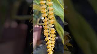 Growing different kinds of orchids here on Oahu, Hawaii  Subscribe to see more 