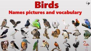 Birds names, pictures and vocabulary