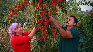 EXOTİC Fruit Harvesting in the Mountain Village | Cook Delicious Fruit Cake Without Oven