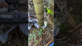 Electric Bamboo Cutting #bamboo #satisfying #diy