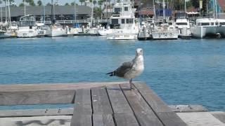 Long Beach: Strolling along Pine Ave Pier