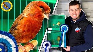 The All British Bird Show 2023