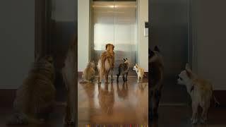 Pet squad on elevator duty!  #Pets #Animals #Waiting #aiart #new #trending