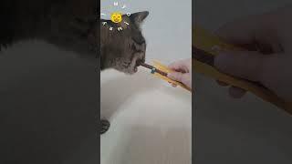 вот котики, муркотики! #кот #мило #мяумур #котики #мур #мяу