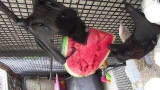 A Baby Bat Watermelon Feast