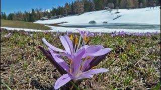 Zeneggen - Frühling in der Voralpe Hellela (Reel)