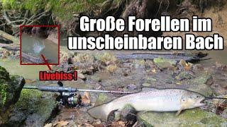 Forellenangeln am Bach - Livebisse und große Forellen