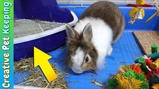 HOW TO litter train your rabbit in one week | Bunny Potty Training