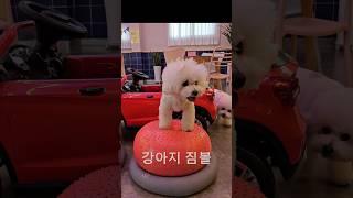 강아지 운동 용품