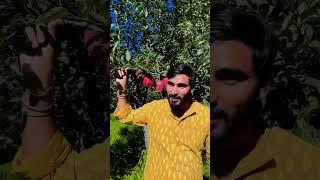 Kashmir Apple  