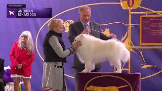 American Eskimo Dogs | Breed Judging 2024